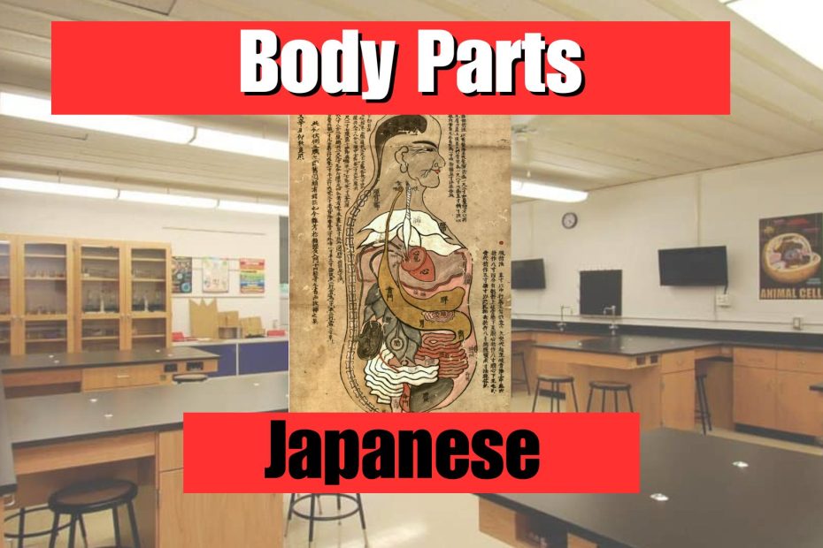 Body Parts in Japanese